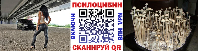 Псилоцибиновые грибы Cubensis Северская